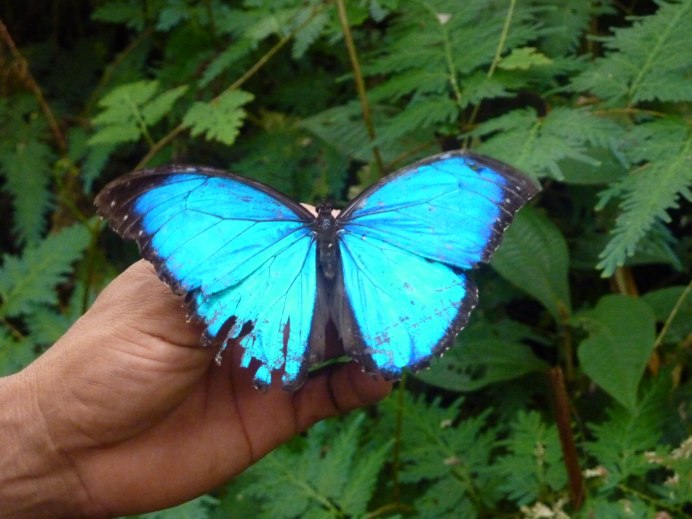 Синяя бабочка Морфо Дидиус