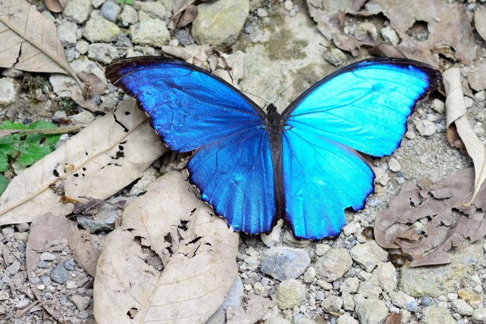 Голубянка Гороховая