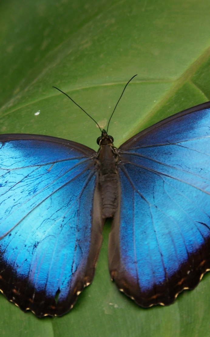 Бабочка Морфо Менелай