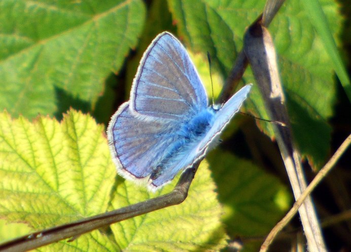 Morpho peleides бабочка