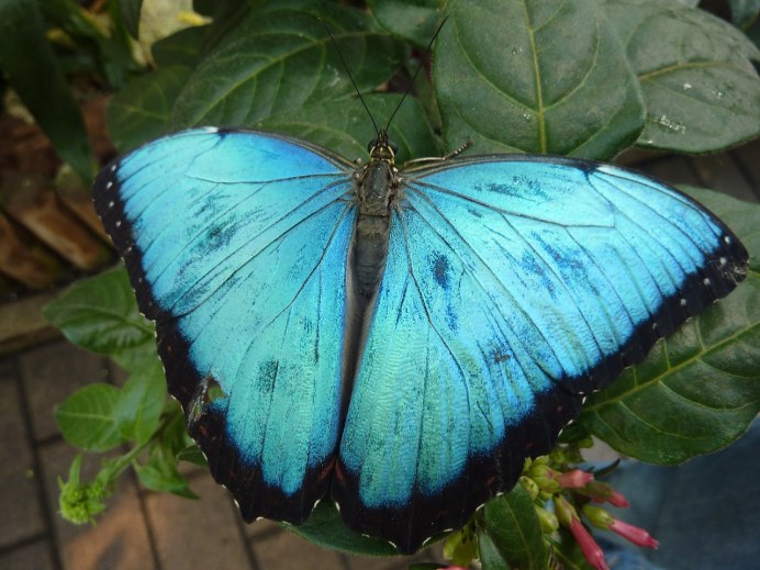 Бабочка голубая волна