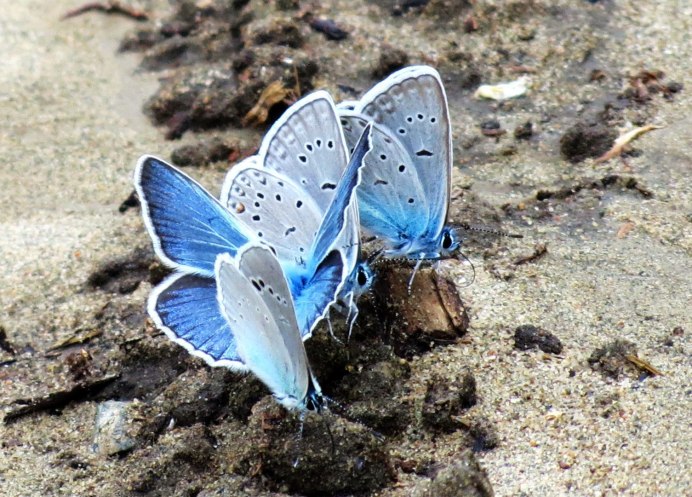 Алтайская бабочка голубая Ордынка