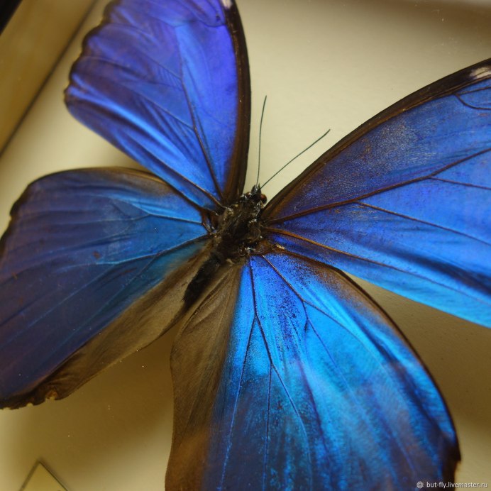 Бабочка Бражник голубая
