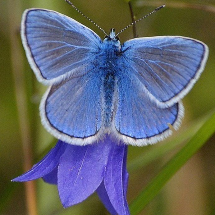 Morpho Didius бабочка