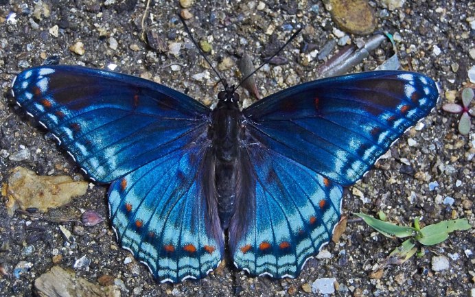 Бабочка Морфо Менелай