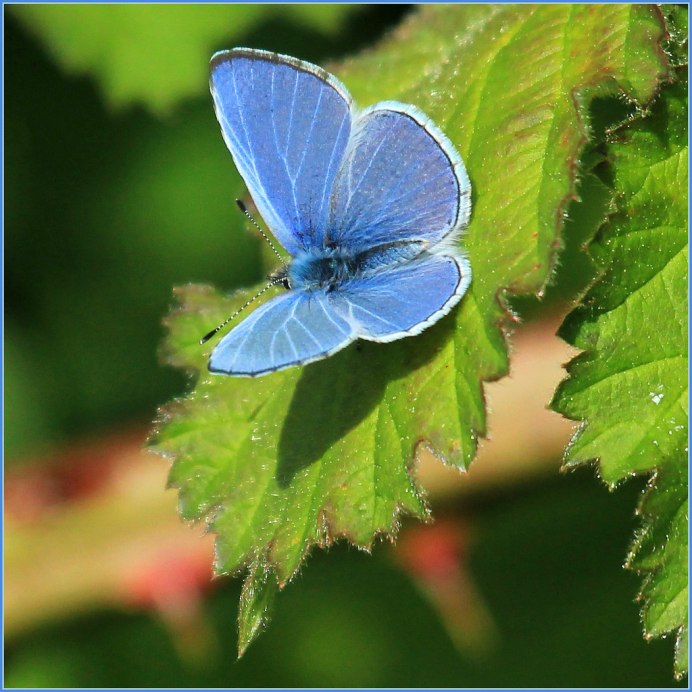 Лимонница голубянка Икар желтушка Луговая Зорька
