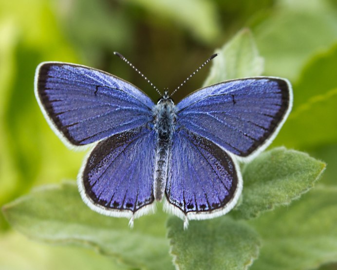 Гордынская голубая бабочка