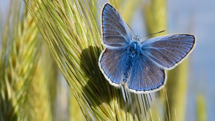 Бабочка голубянка Лесная