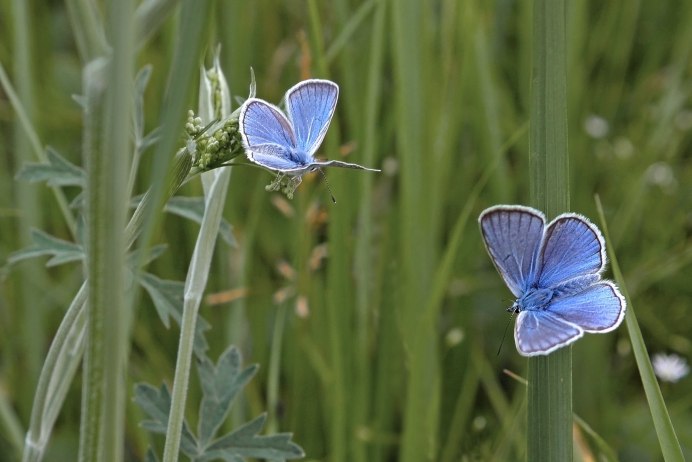 Бабочка голубянка Давида