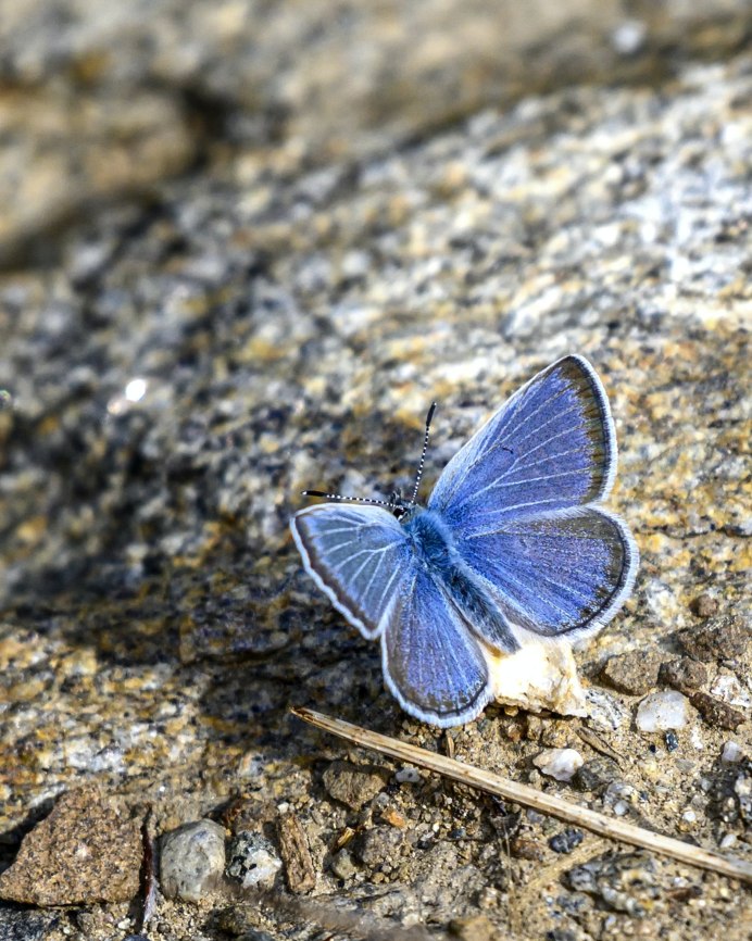 Синекрылка бабочка