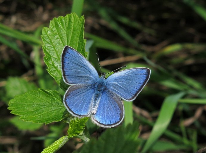 Голубая бабочка Ленинградская область вид