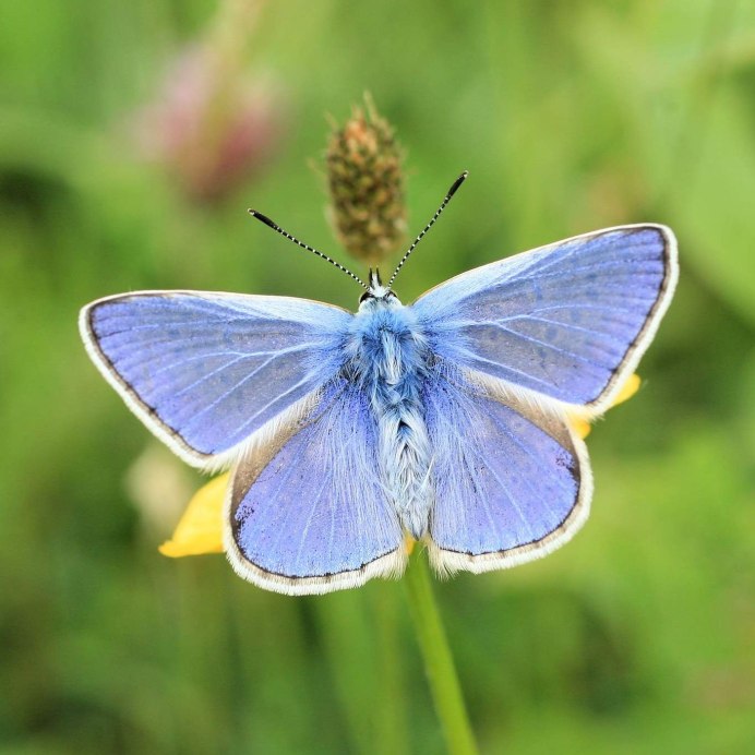 Голубянка мелеагр