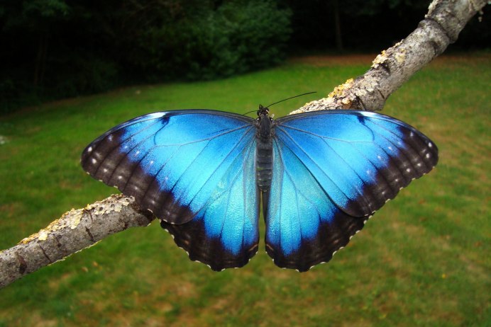 Голубянка Икар бабочка