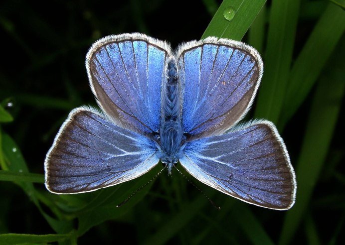 Blue Morpho бабочка