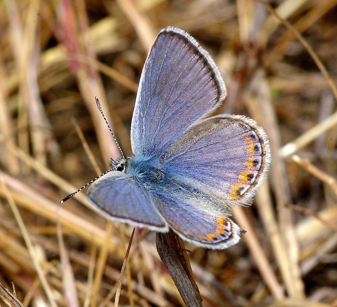 Бабочка голубенькая маленькая