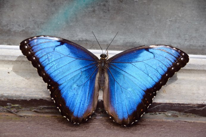 Голуби бабочки