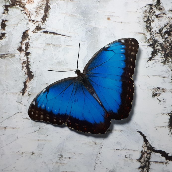 Голубянка аргали