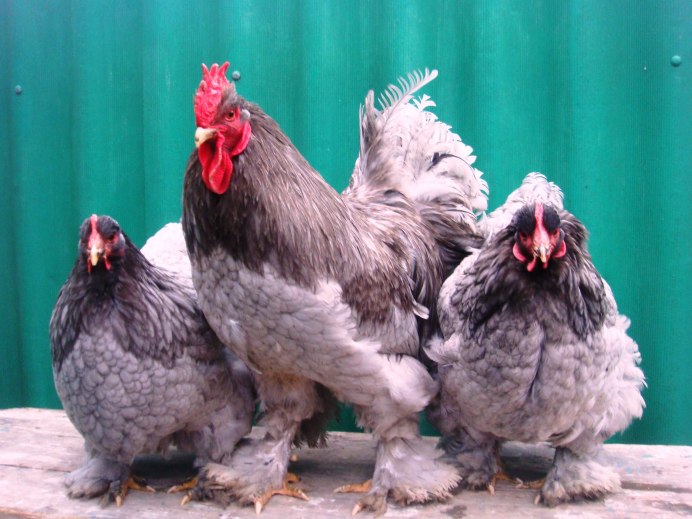 Виандот золотоокаймленный