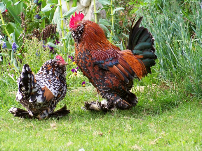 Крупные куры