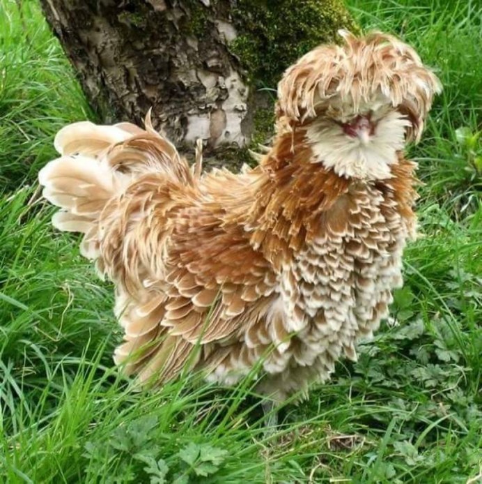 Плимутрок порода кур