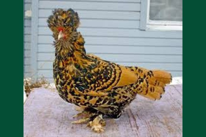 Австралорп, Брама, кохинхин, Маран