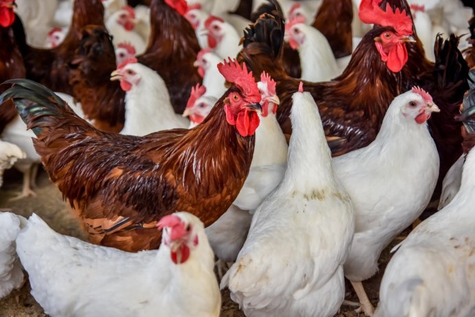 Бентамка курчавая