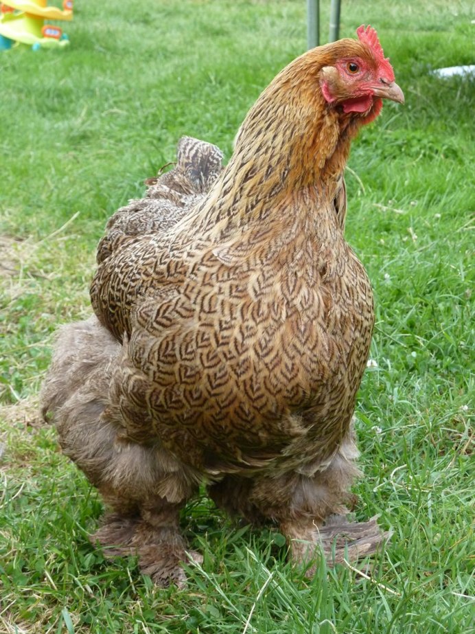 Китайская шелковая куропатчатая