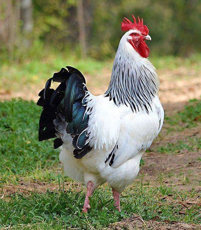 Доминант Суссекс д104