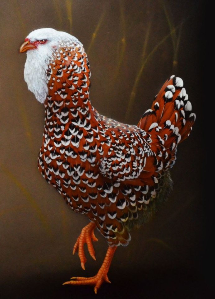 Породы петухов кохинхин