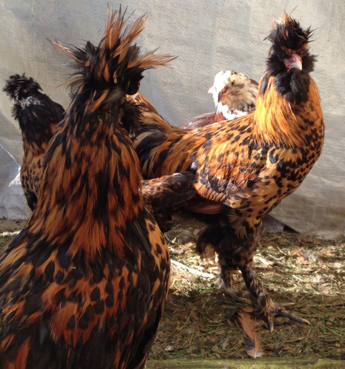 Петух кохинхин