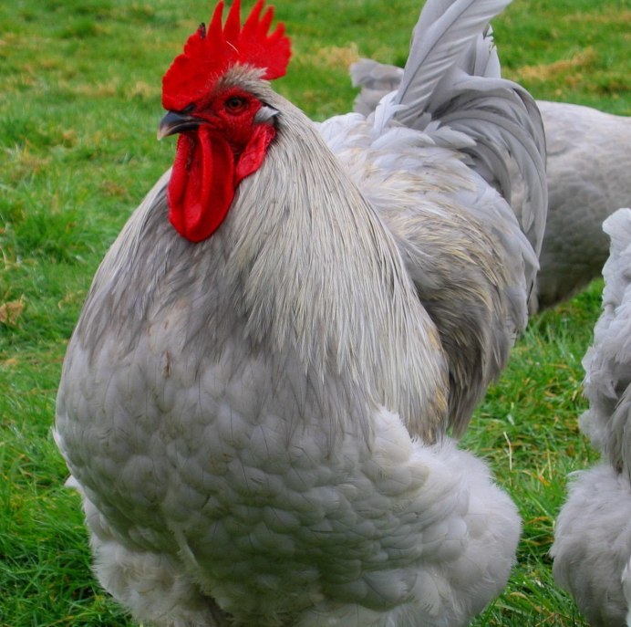 Брекель серебристый