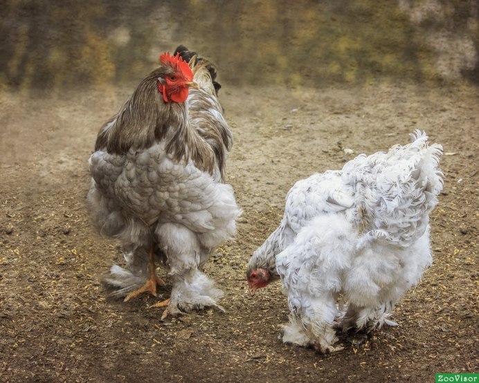 Андалузская голубая порода кур