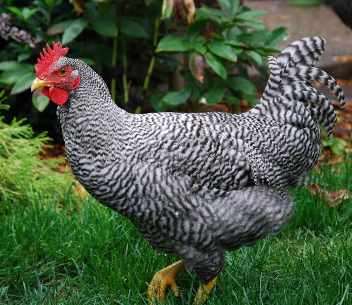 Полосатый плимутрок