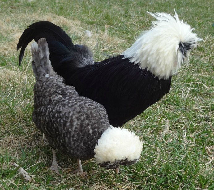 Полосатый плимутрок