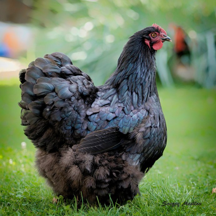 Виандот золотистый