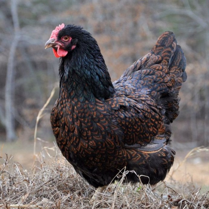 Виандот куропатчатый