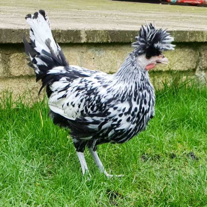 Порода курей Брама