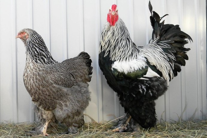 Куры породы Орпингтон