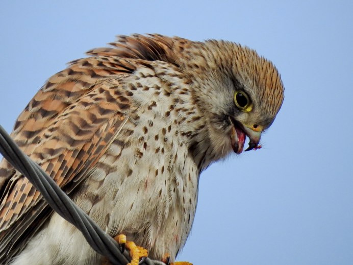 Обыкнове́нная пустельга́ ( Falco tinnunculus)