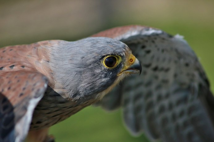 Пустельга Falco tinnunculus