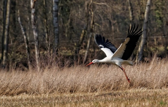 Японский (Уссурийский) журавль Grus japonensis