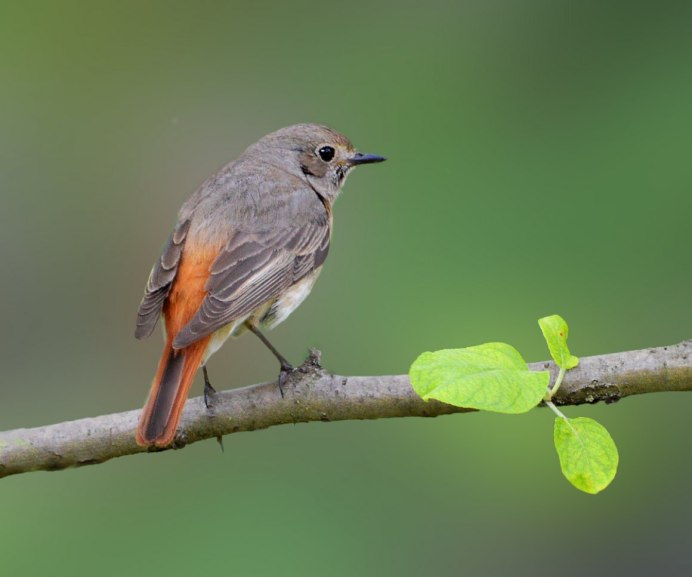 Сибирская горихвостка (Phoenicurus auroreus). Весна