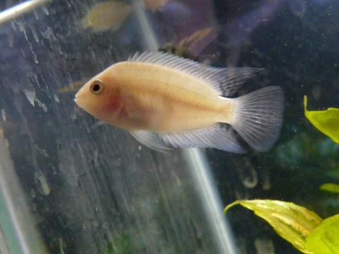 Albino convict Cichlid