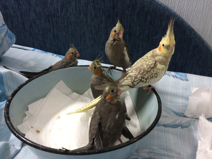 Кормушка для кореллы