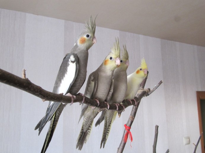 Кореллы разведение
