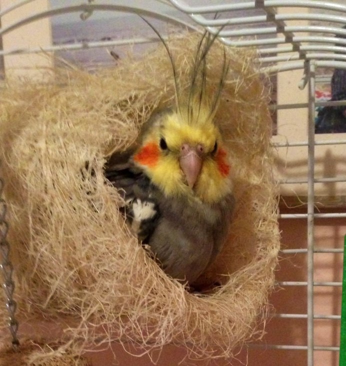 Гнездо для корелла