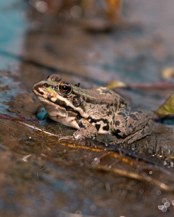Болото с жабами
