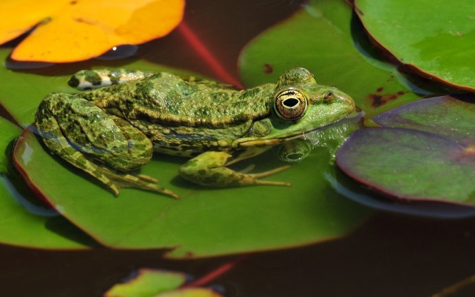 Pelophylax лягушка