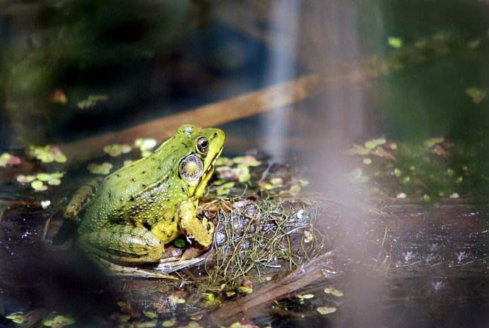 Лягушки озеро