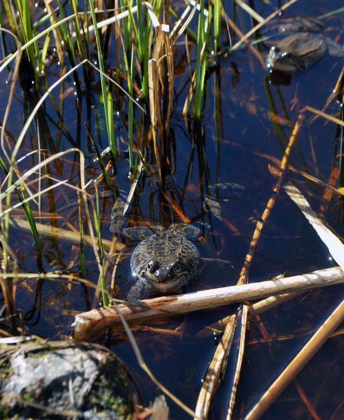 Болотные болотные лягушки